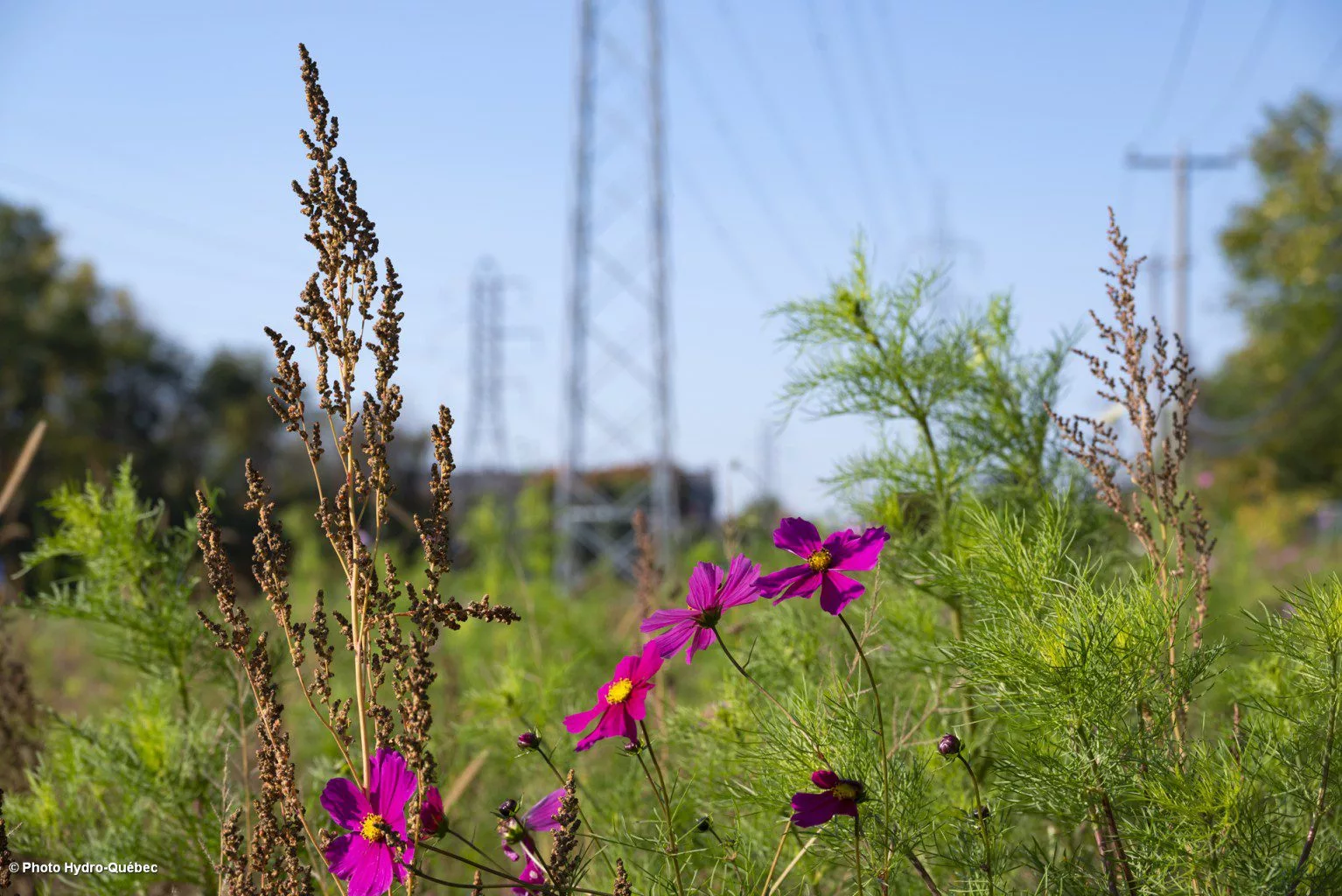 Some of the flora