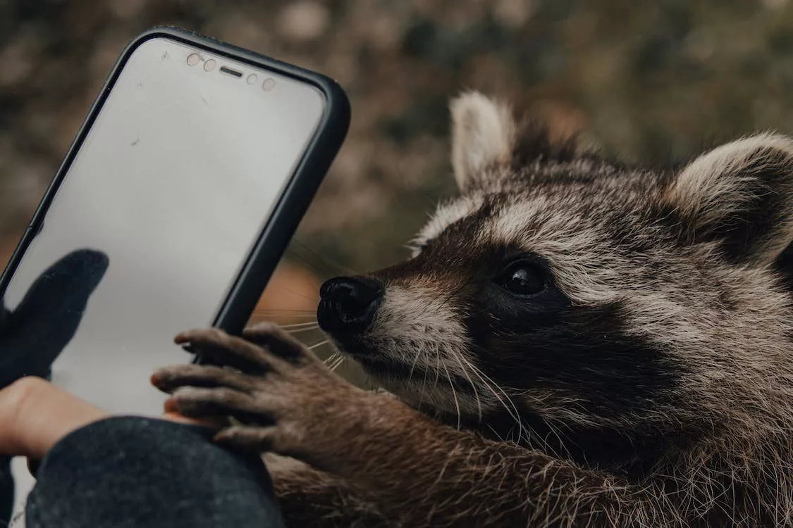 raccoon phone