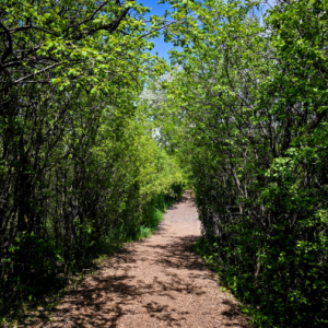 Sentier au parc du Centenaire