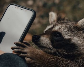 raccoon phone