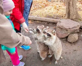 raccoon